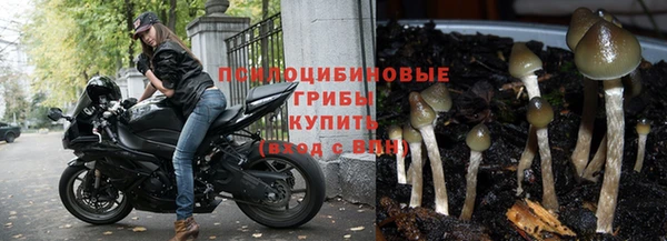 крисы Абаза
